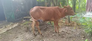 বকনা বাছুর