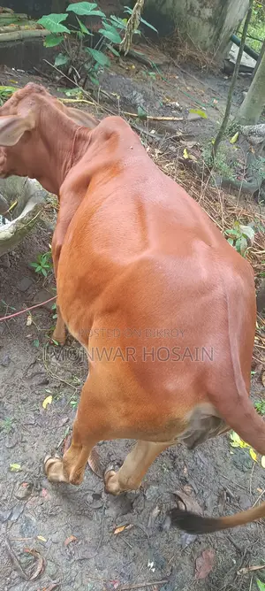 বকনা বাছুর
