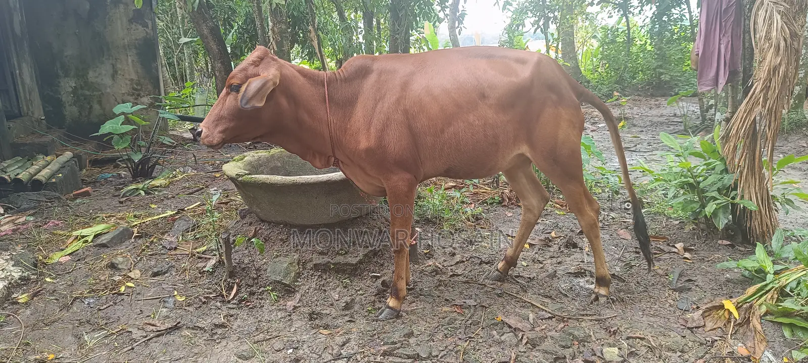বকনা বাছুর