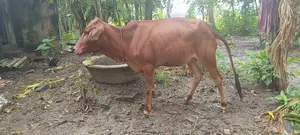 বকনা বাছুর
