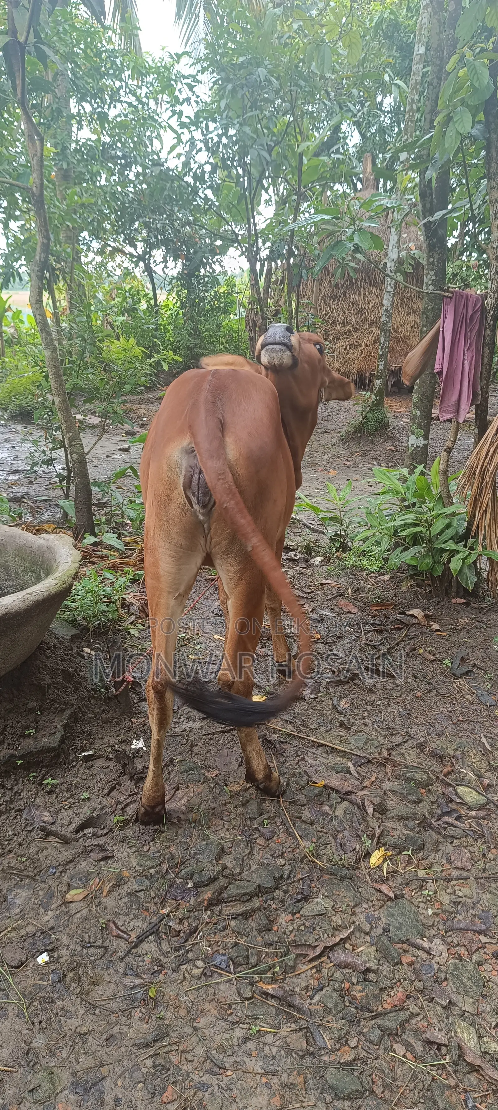 বকনা বাছুর