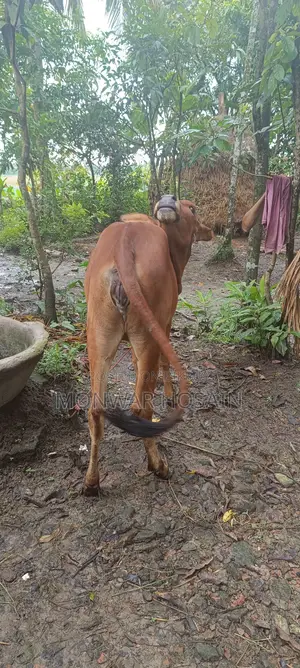 বকনা বাছুর