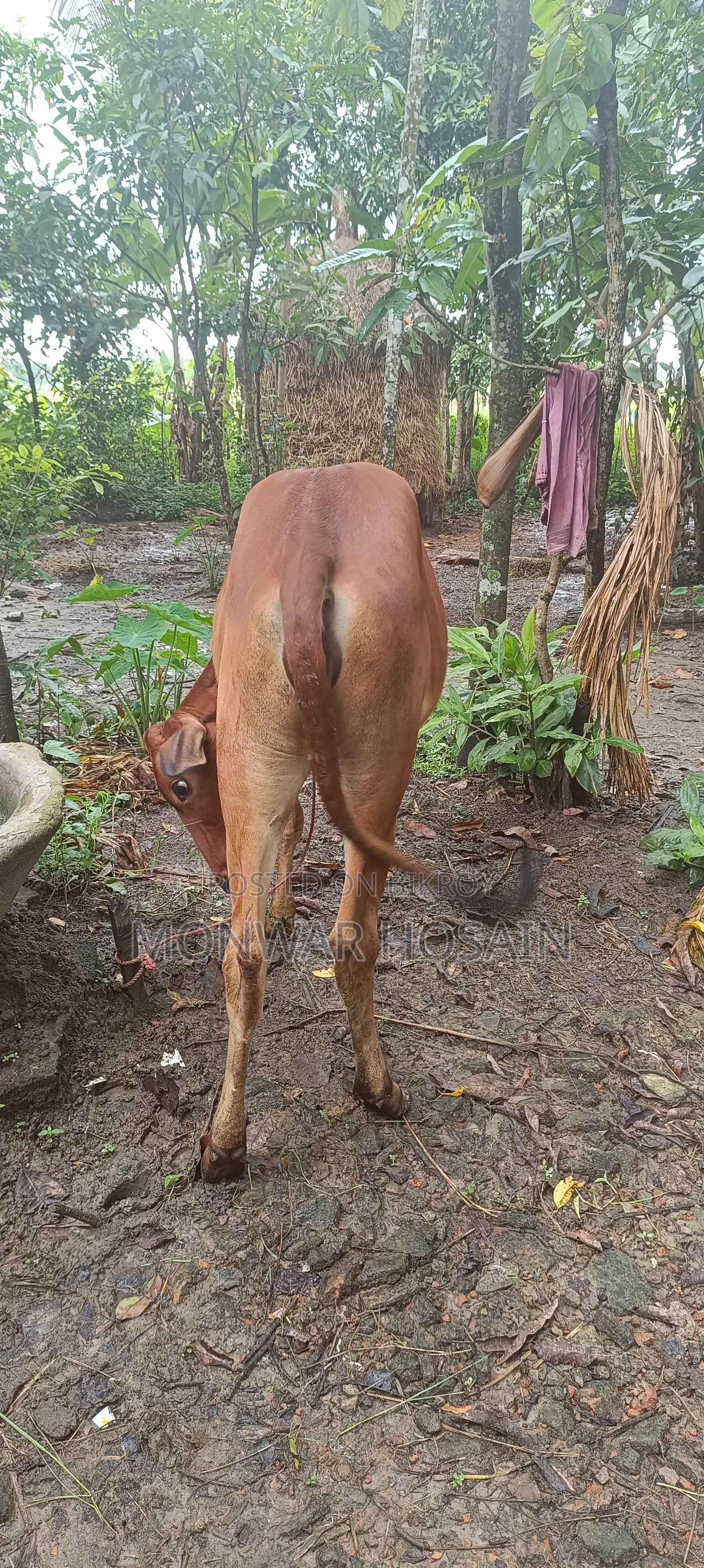 বকনা বাছুর