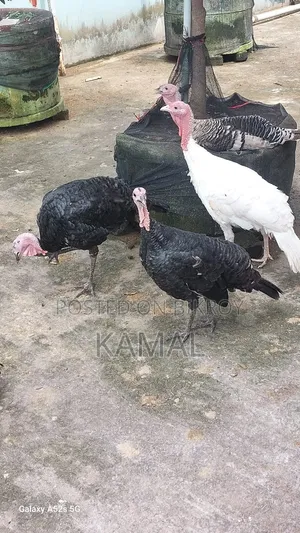 টার্কি মোরগ-মুরগী বিক্রি হবে