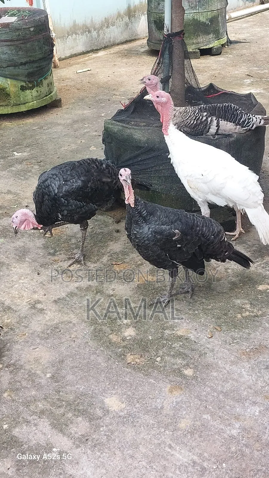 Turkey Rooster-Hen for Sale
