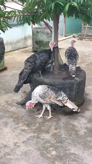 Turkey Rooster-Hen for Sale
