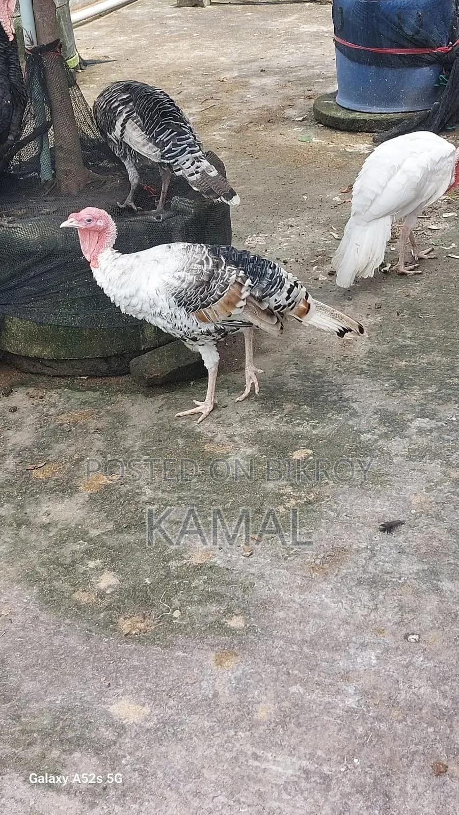 Turkey Rooster-Hen for Sale