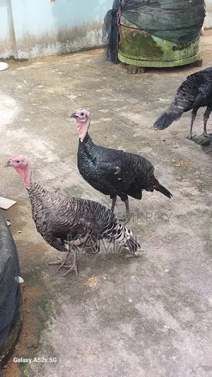Turkey Rooster-Hen for Sale