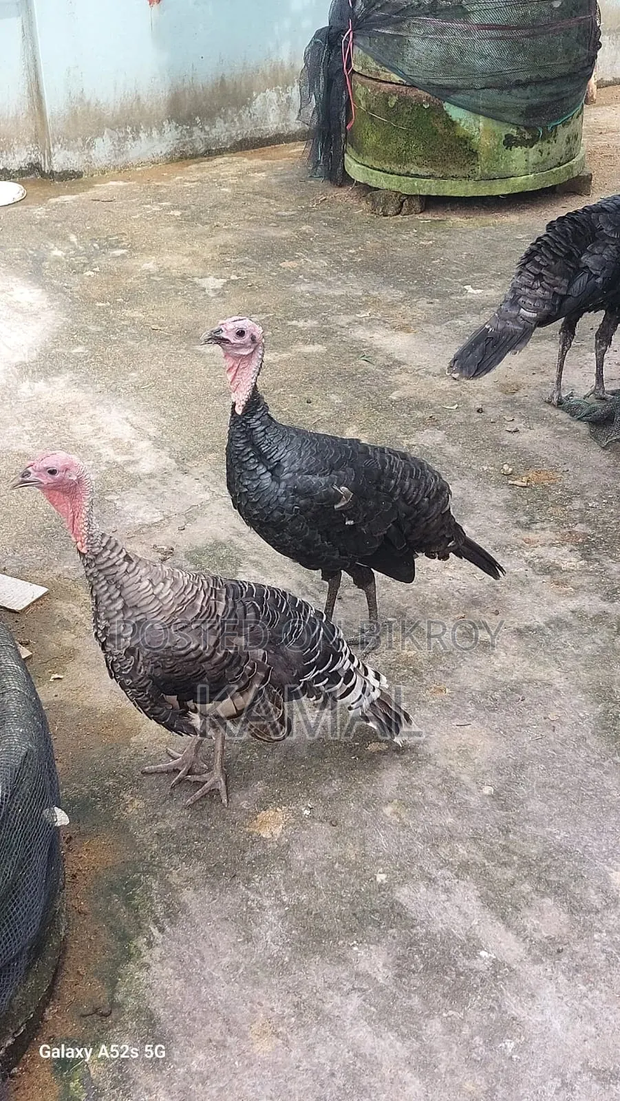 Turkey Rooster-Hen for Sale