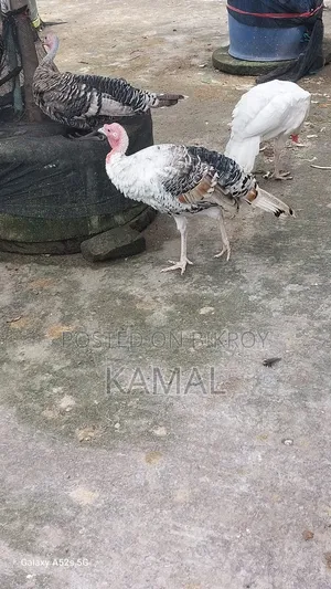 Turkey Rooster-Hen for Sale