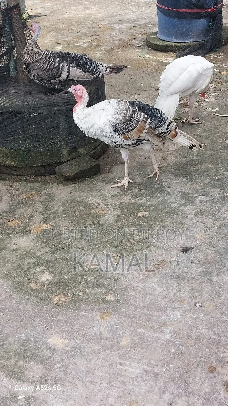 Turkey Rooster-Hen for Sale