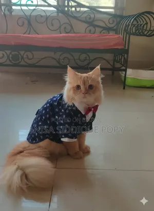 1+ Year Male Purebred Persian