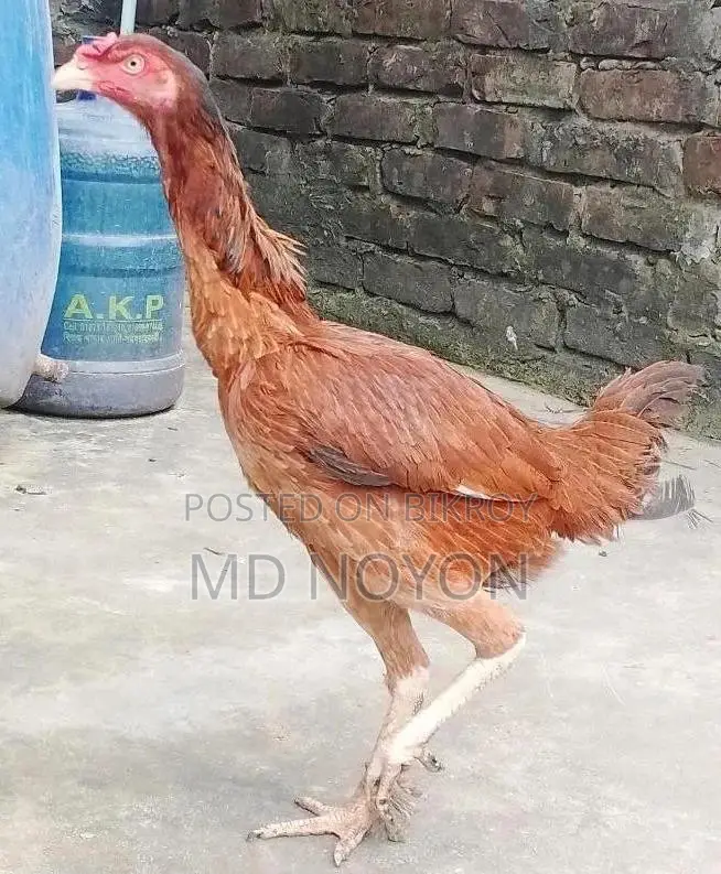 100% Pure Red Asil Chicken for Sale