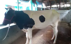 ১৪৭৬ নং বকনা গরু বিক্রয় হবে।