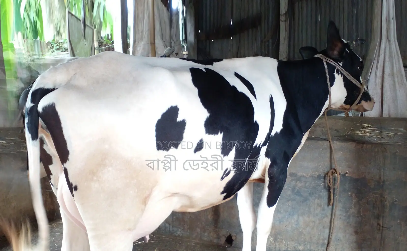 Cow number 1477 for sale.