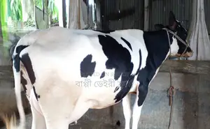 Cow number 1477 for sale.