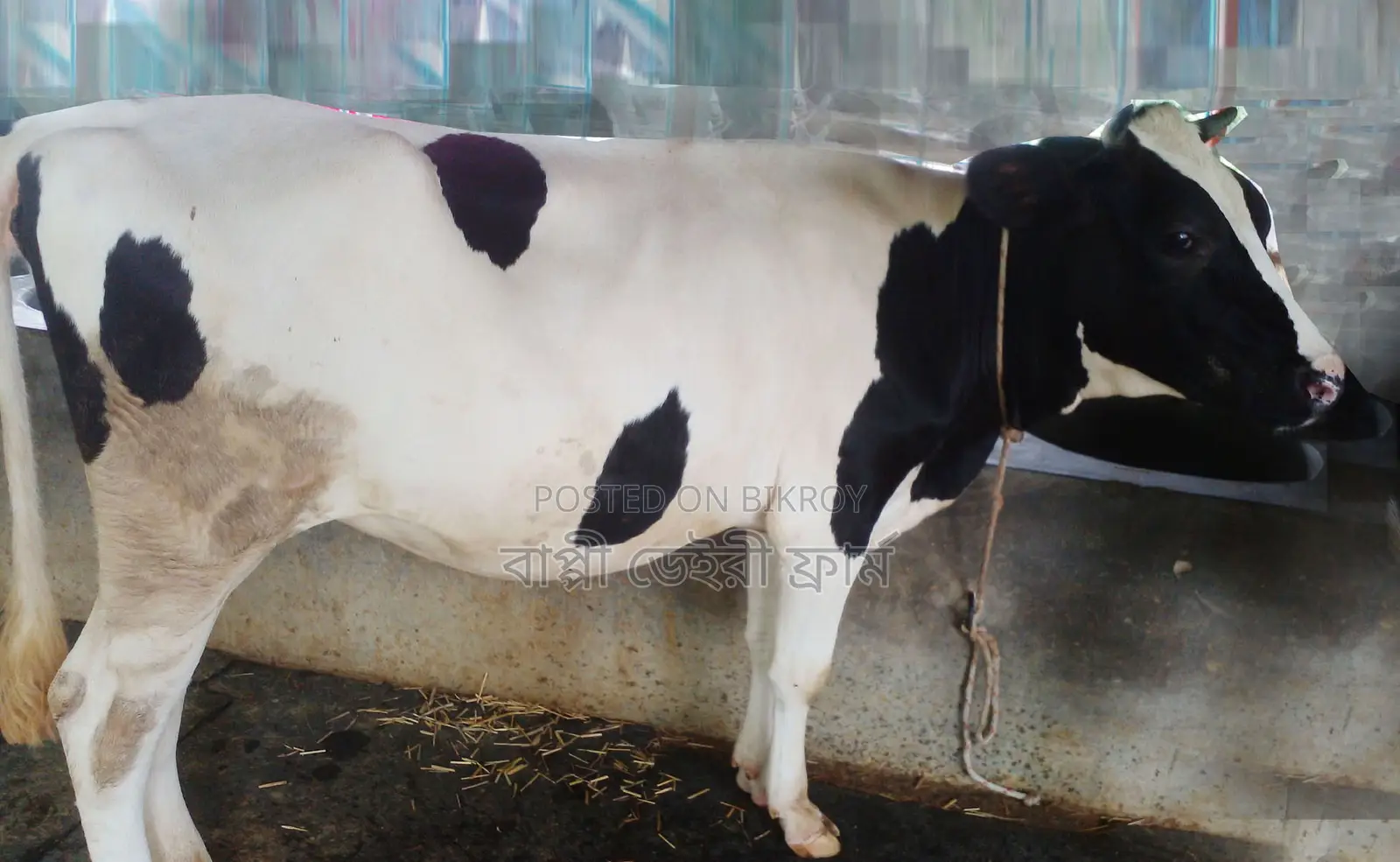 ১৪৭৮ নং ভালো জাতের বকনা গরু।