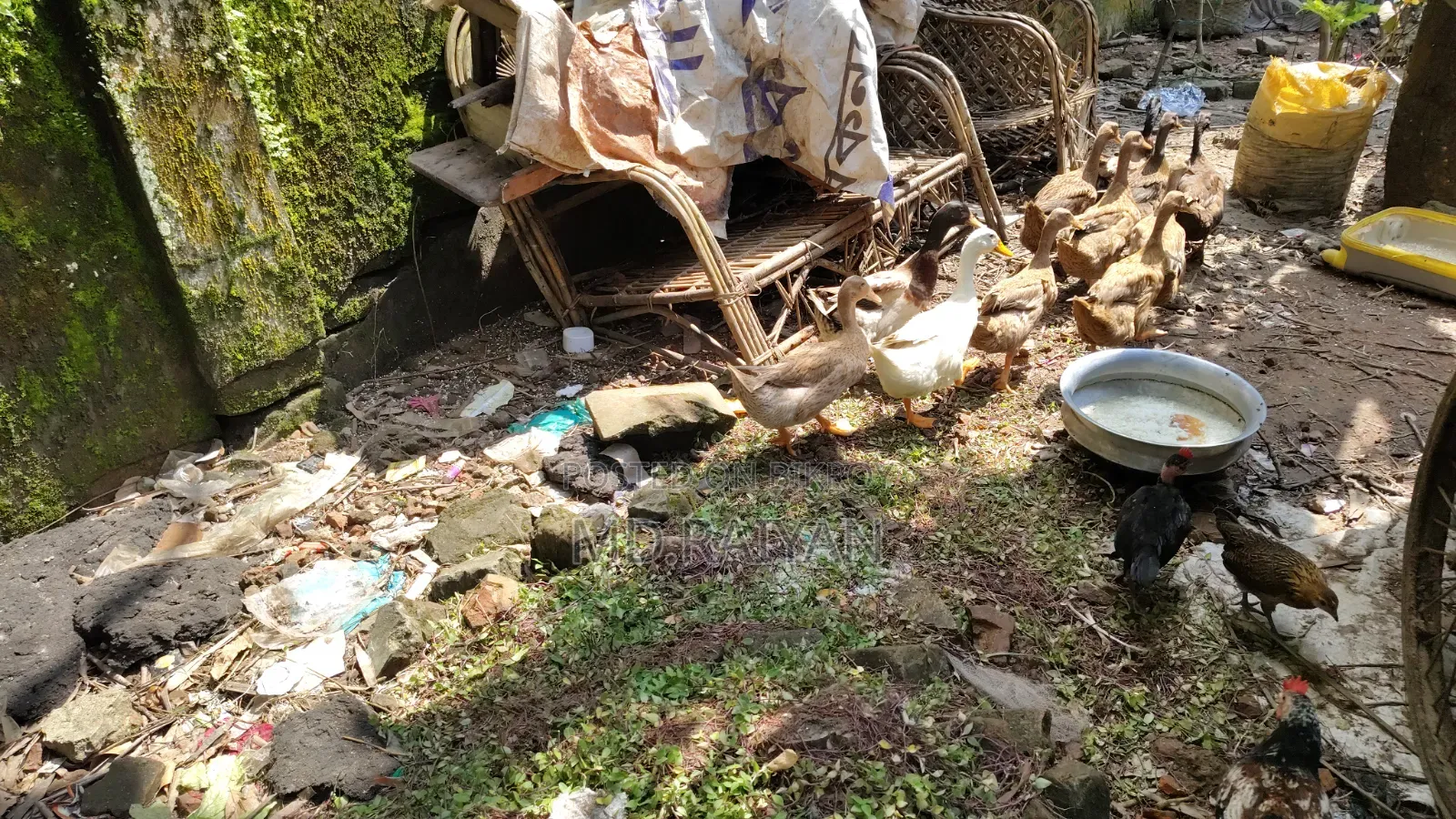 দেশি হাঁস বিক্রি হবে, ১০ পিস, ডিম দেওয়া হাঁস।