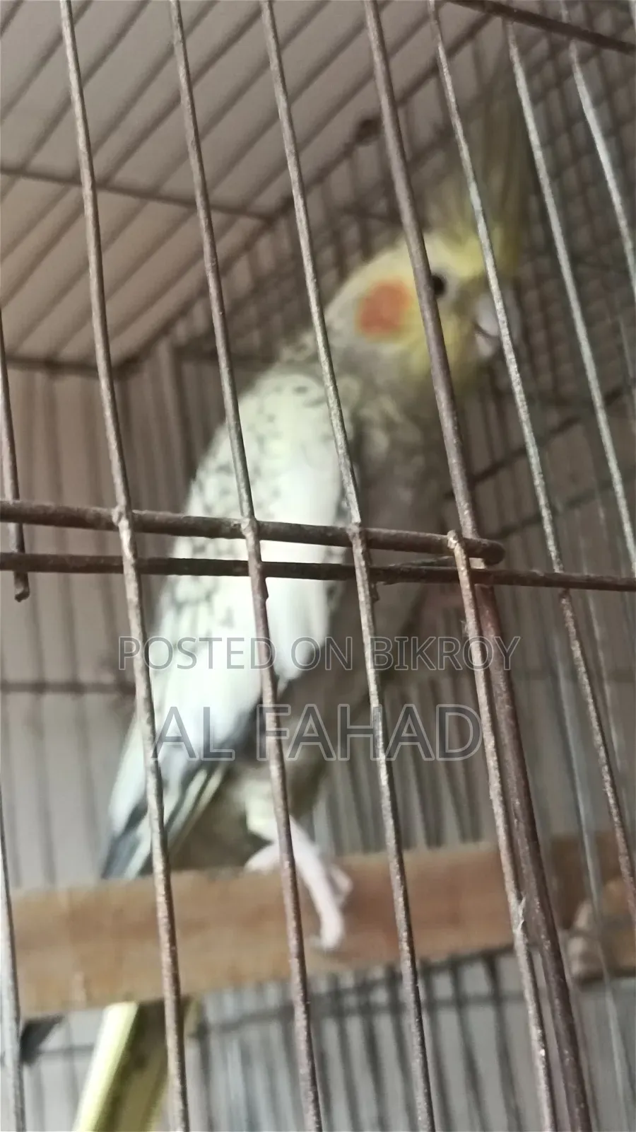 ককটেল জোড়া