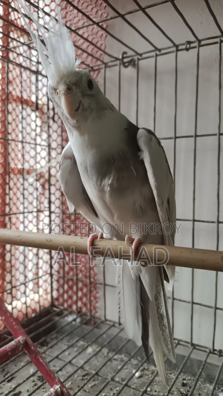 ককটেল জোড়া