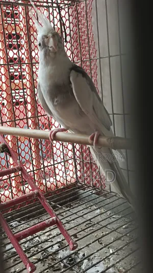 ককটেল জোড়া