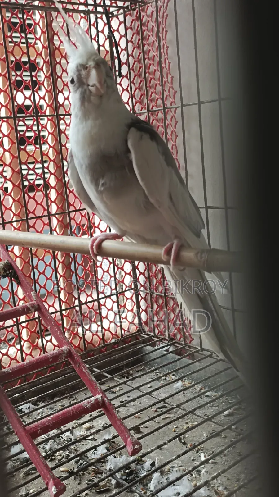 ককটেল জোড়া