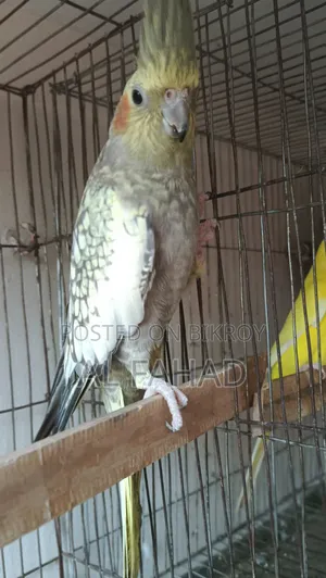 ককটেল জোড়া