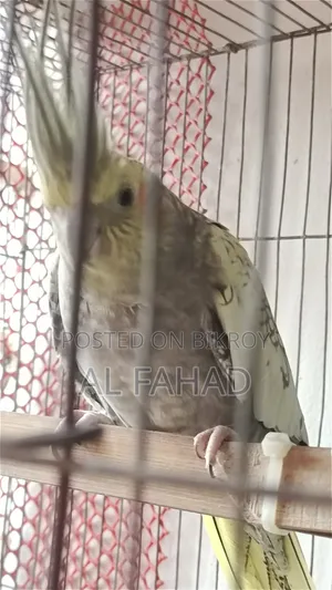 ককটেল জোড়া