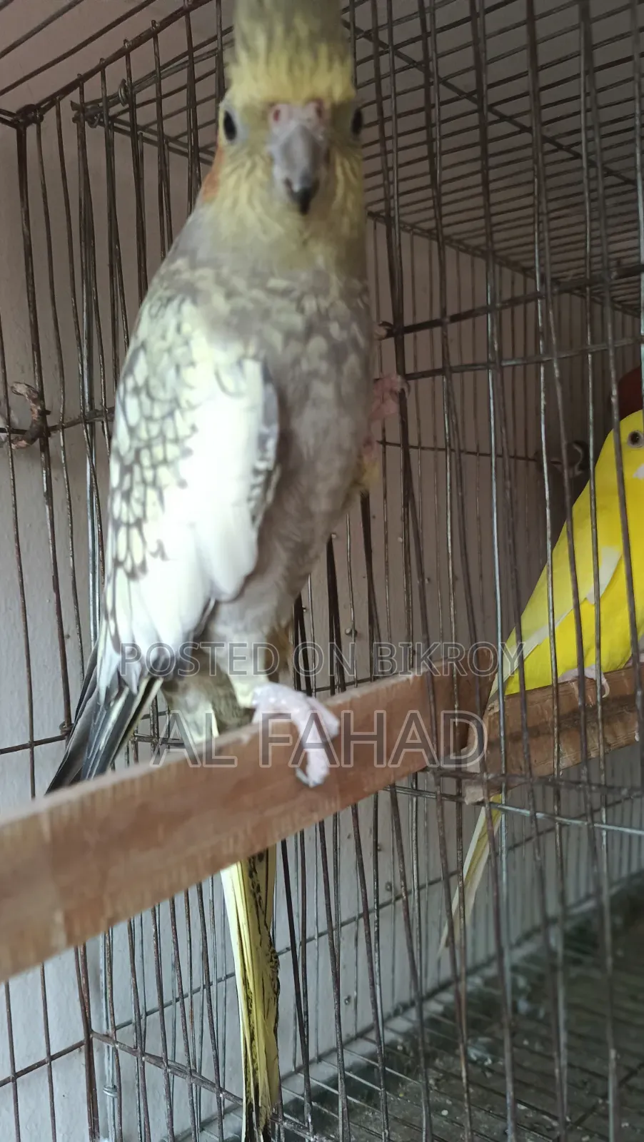 ককটেল জোড়া
