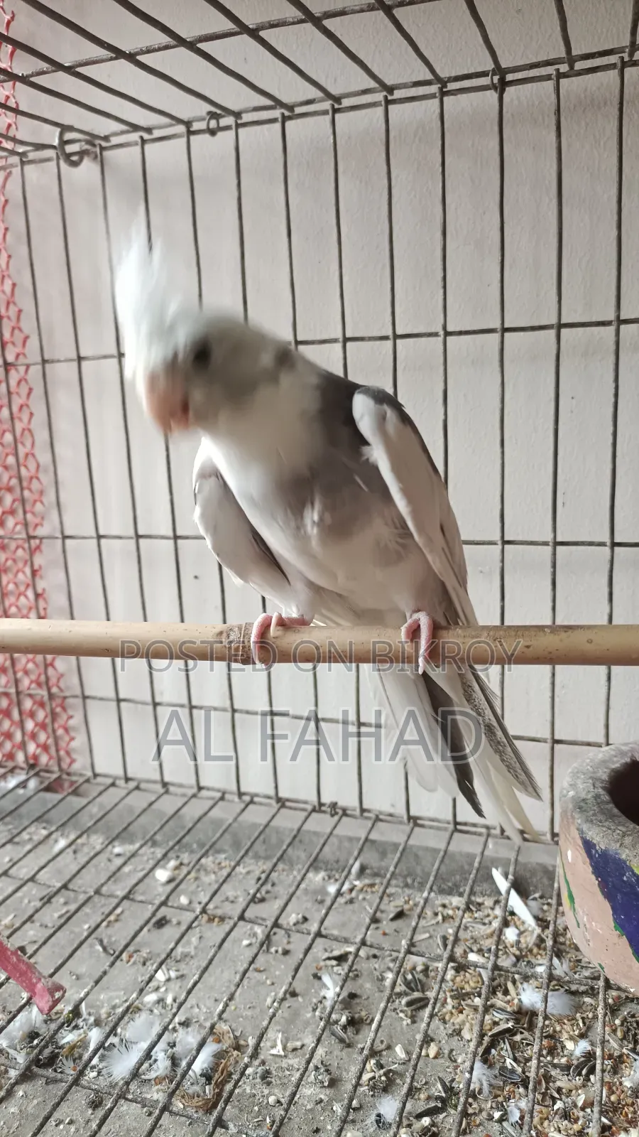 ককটেল জোড়া