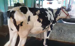 ১৪৭৯নং উন্নত জাতের বকনা বিক্রয় হবে।