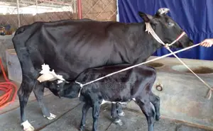 ১৪৮০ নং গাভী গরু বিক্রয় হবে ।