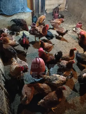 ৬ মাস বয়সি ডিমের অরিজিনাল টাইগার মুরগি বিক্রি করা হবে, সিলেট।