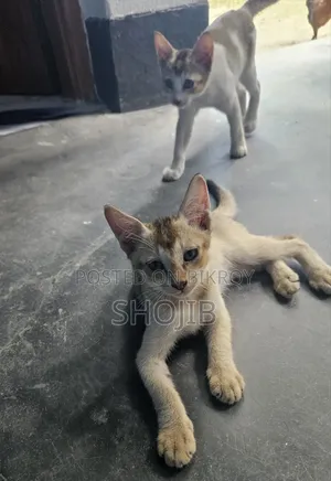 ১-৩ মাসের নর দেশি বিড়াল
