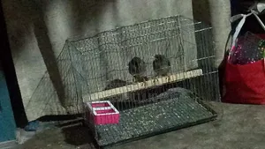 এক জোড়া শালিক পাখি বিক্রি হবে
