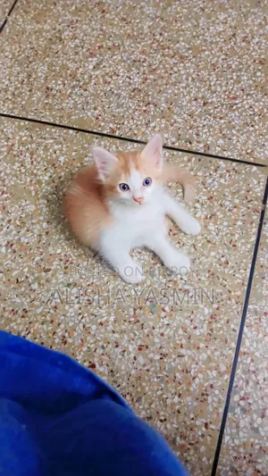 1-3 months Female Mixed Breed Persian