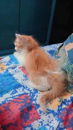1-3 months Female Mixed Breed Persian