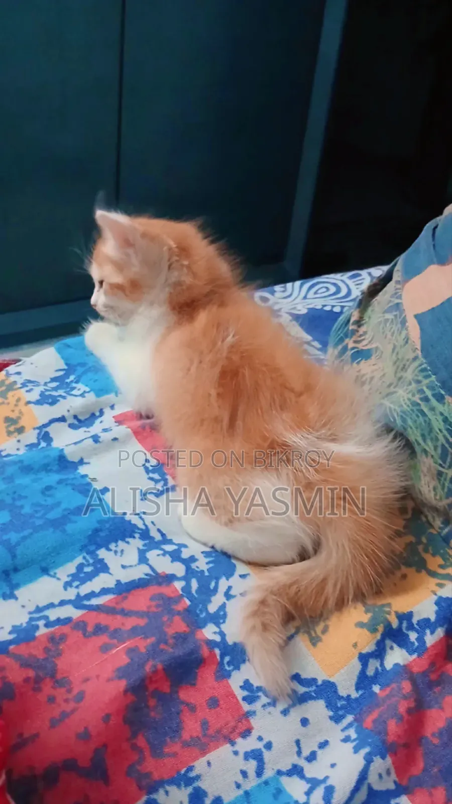 1-3 months Female Mixed Breed Persian