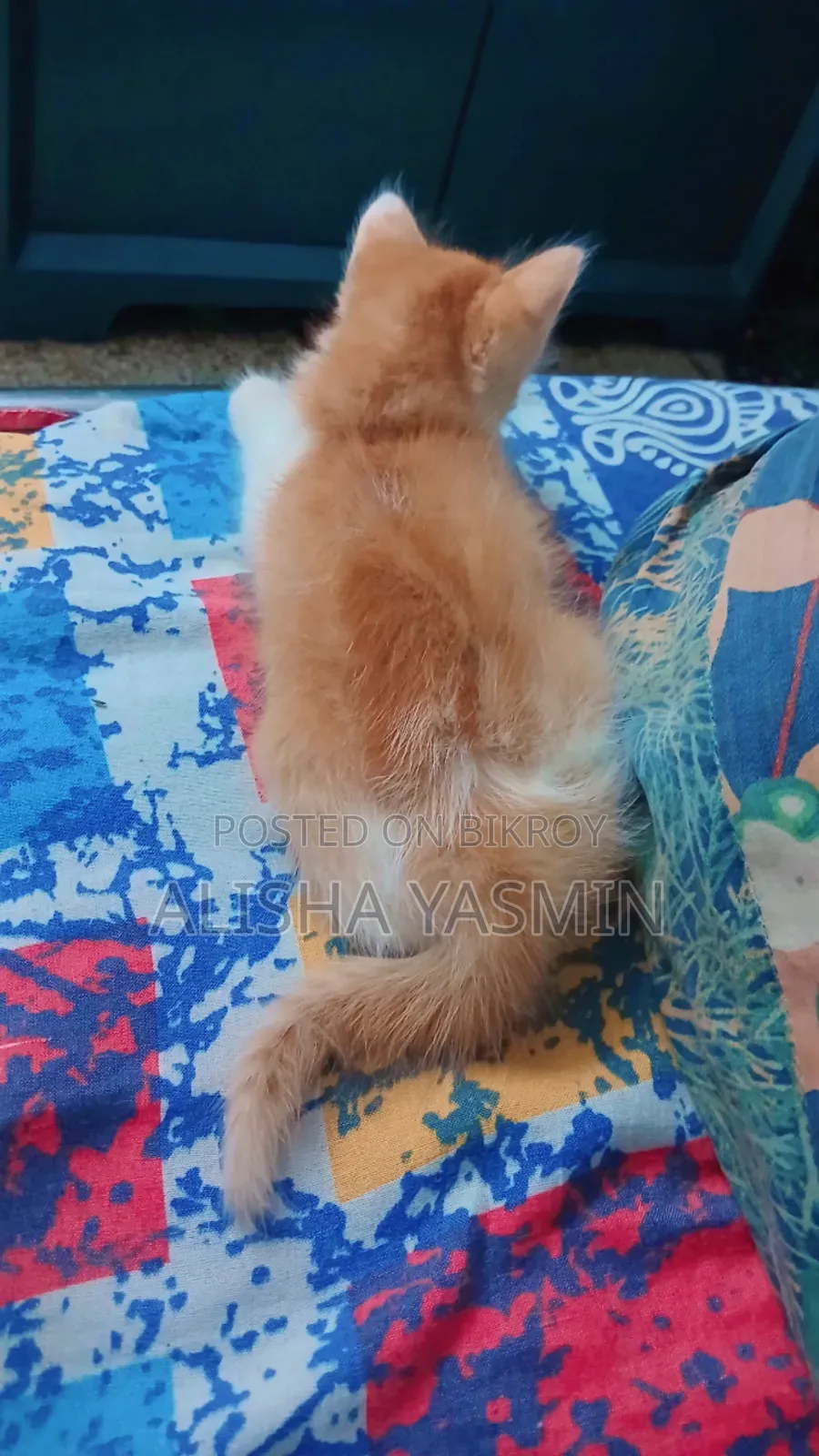 1-3 months Female Mixed Breed Persian