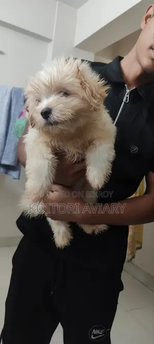 ১-৩ মাস বয়সী পুরুষ খাঁটি জাতের লাসা আপসো