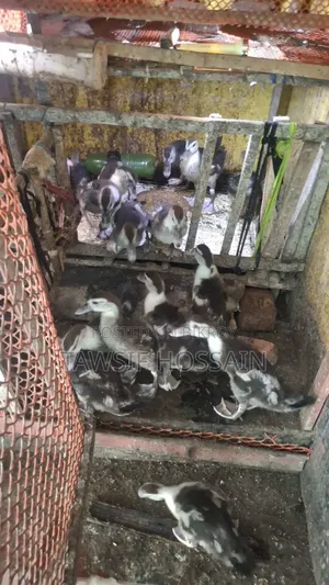 চিনা হাস বাচ্চা বিক্রি করা হবে