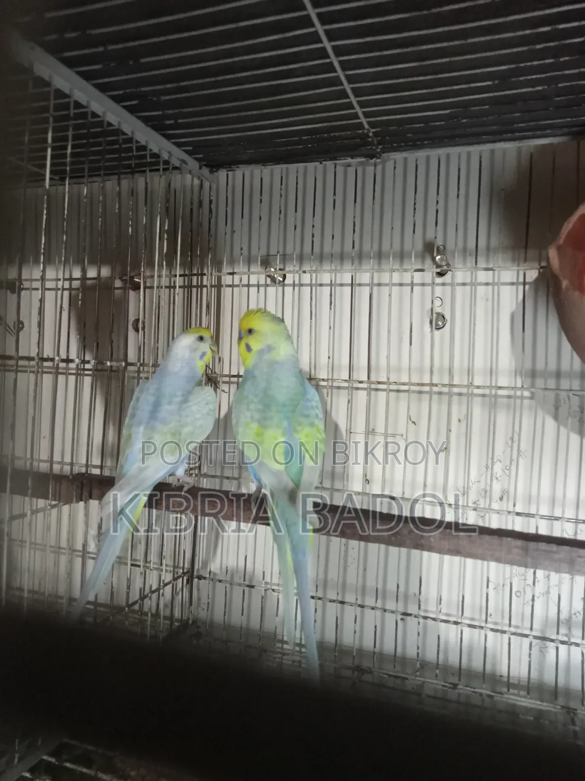 Budgerigar Bird