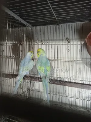 Budgerigar Bird
