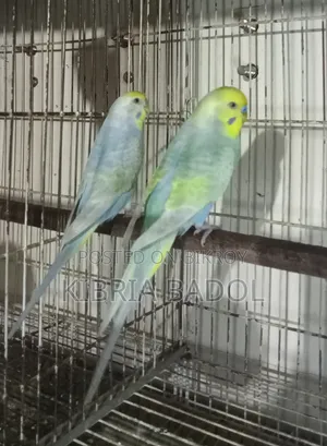 Budgerigar Bird