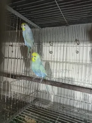 Budgerigar Bird