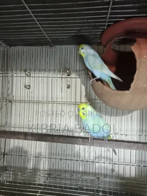 Budgerigar Bird