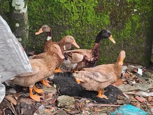 দেশি হাঁস বিক্রি হবে, ১০ পিস, ডিম দেওয়া হাঁস।