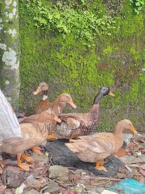 দেশি হাঁস বিক্রি হবে, ১০ পিস, ডিম দেওয়া হাঁস।