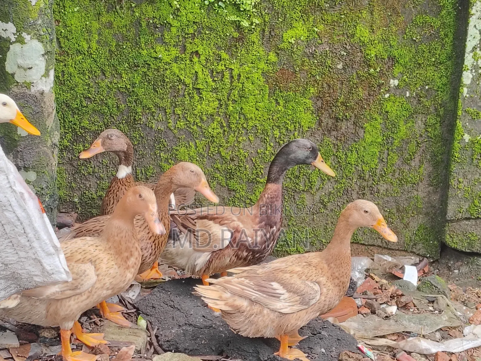 দেশি হাঁস বিক্রি হবে, ১০ পিস, ডিম দেওয়া হাঁস।
