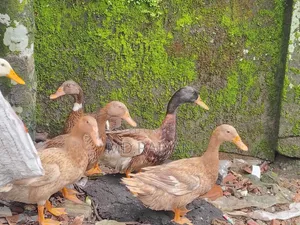 দেশি হাঁস বিক্রি হবে, ১০ পিস, ডিম দেওয়া হাঁস।